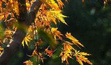 把一抹金秋留下