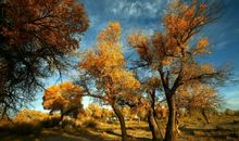 秋天牵动着我的梦