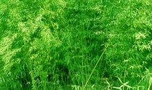 竹子作文600字借物喻人