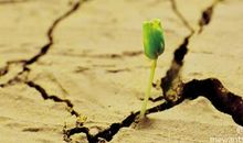 读《一棵种子的信念》有感