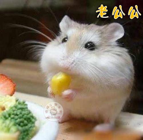 仓鼠“奶茶”