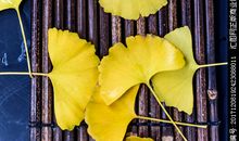 金黄色的银杏叶