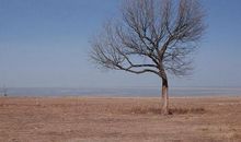 一棵枯树的倾诉