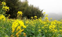 春天我们去踏青