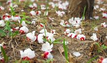 落红不是无情物