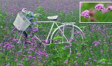 那蔓延快乐的地方