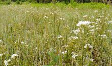 躲在草丛中的星星