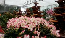 共享促进发展之花