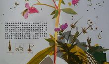 《一粒种子的信念》有感