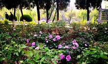 这个春天，我懂得了珍惜