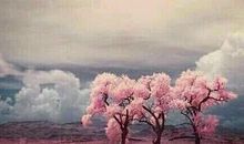 我身边最美的人