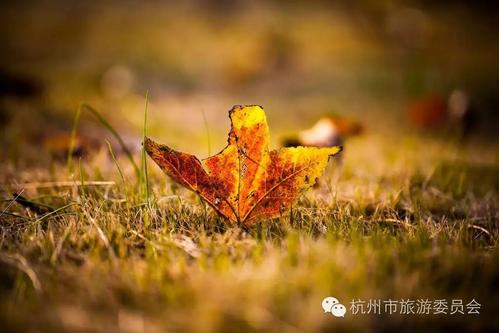 秋天的落叶落到灵魂