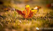 飘落心灵的秋叶