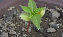 凤仙花的成长过程