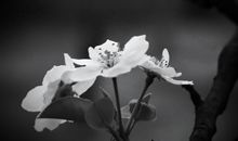 都是月亮惹的祸