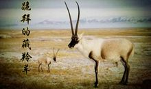 神圣的跪拜缩写