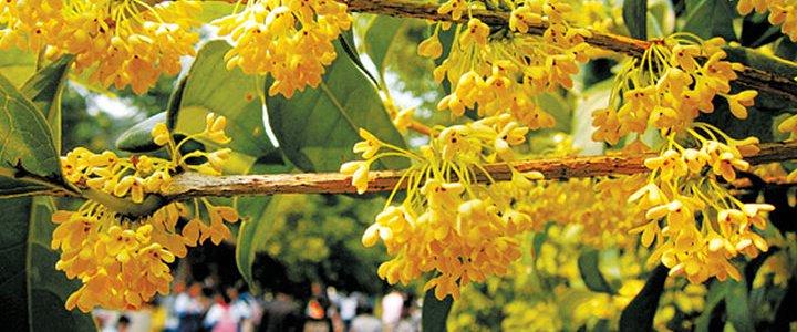 桂花
