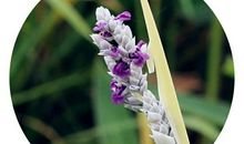 弯腰是一种最美的生命姿态