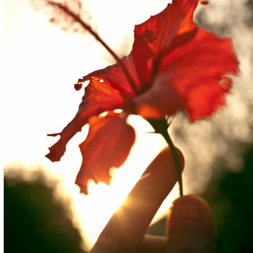 我心中的一朵花