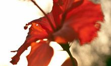 我心中的一朵花