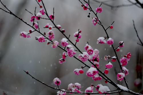 梅花在雪中