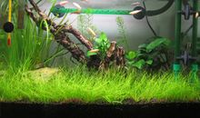 我发现了水草的秘密