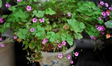 那一次我与牵牛花相遇