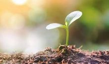 读《一颗种子的信念》有感