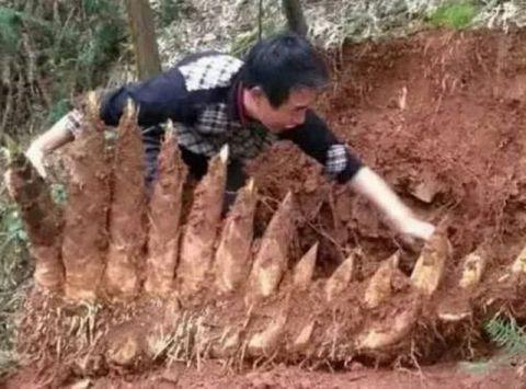 挖冬笋