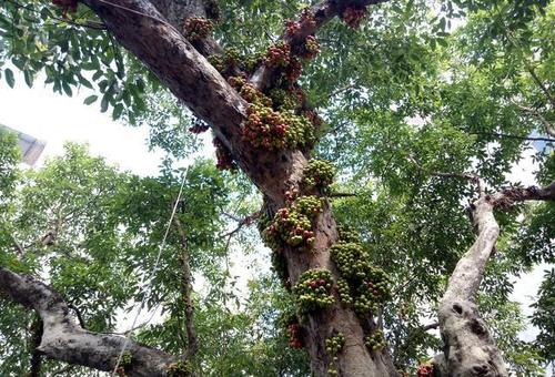 童年无花果树