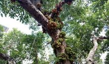 童年的无花果树