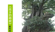 故乡的榕树