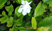 与桅子花香一起走过的日子