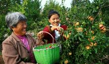 在自己的果园里收获秋天