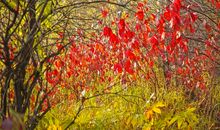 你是我心中美丽的风景