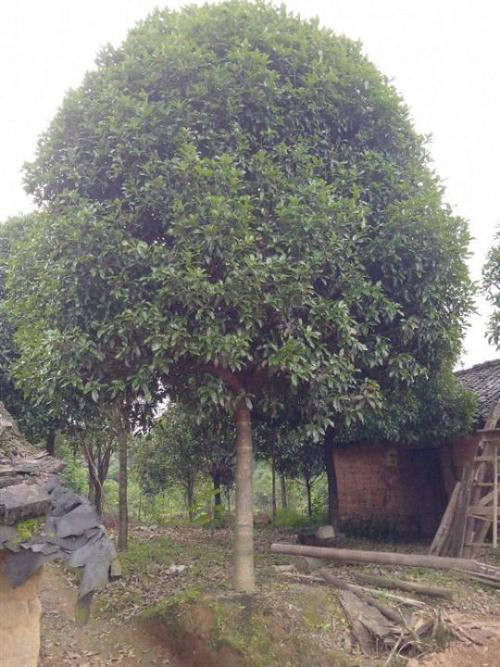 门前有一棵桂花树