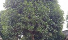 门前有棵桂花树