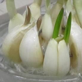 大蒜生长过程的组成