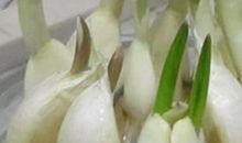 大蒜的生长过程作文