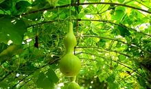 掬一泓童年的浪花