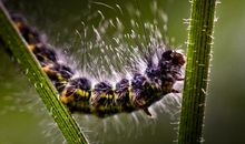 我是一只毛毛虫