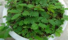 我发现了含羞草的秘密