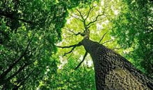 我是一棵参天大树