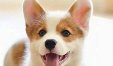 买个小狗当宠物