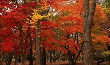 绚烂多姿的秋天