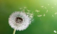 就这样种下一颗种子