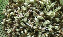 发绿豆芽观察日记