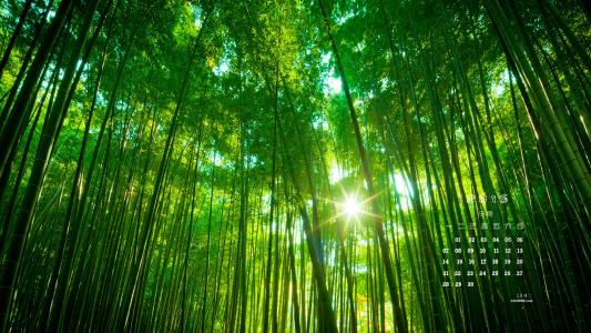 竹林