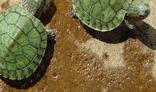 我和乌龟的趣事