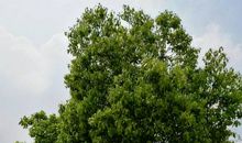 校园里的大樟树